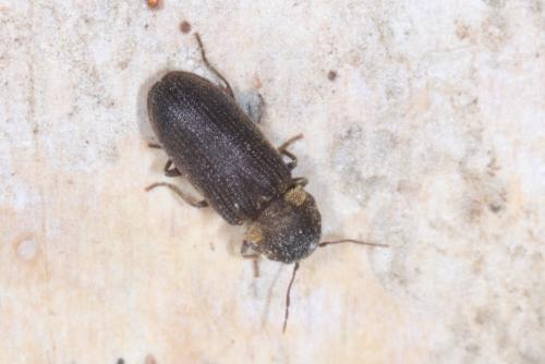 Hadrobregmus denticollis